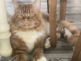 579767278-mainecoons-addimg1