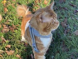 579767282-mainecoons-addimg13