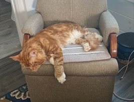 579767287-mainecoons-addimg12