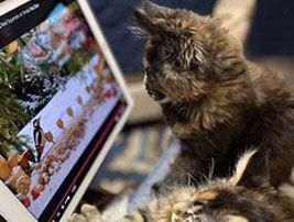 579767289-mainecoons-addimg11