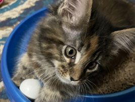 579767294-mainecoons-addimg10